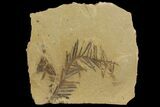 Dawn Redwood (Metasequoia) Fossil - Montana #142569-1